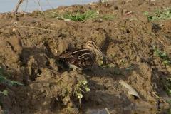 Bécassine des marais, Delta de l'Ebre, décembre 2025