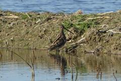 Bécassine des marais, Delta de l'Ebre, décembre 2024