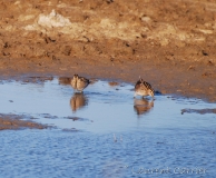 Bécassine des marais, Delta de l'Ebre, février 2012