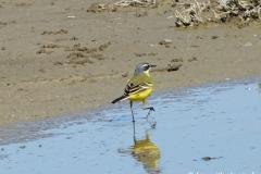 Bergeronnette Ibérique, mâle, Camargue, avril 2026
