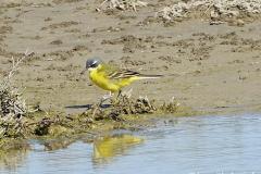 Bergeronnette Ibérique, mâle, Camargue, avril 2026