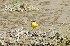 Bergeronnette Ibérique, mâle, Camargue, avril 2026