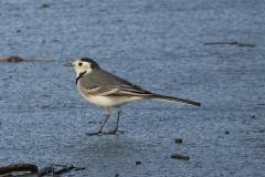 Bergeronnette grise, Drôme, novembre 2025