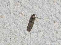 Blastobase Fausse-Phycide