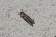 Blastobase Fausse-Phycide, papillon, Drôme, juin 2026