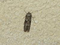 Blastobasidae