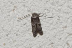 Blastobasie des Glands, papillon, Drôme, juillet 2025