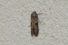 Blastobasie des Glands, papillon, Drôme, juin 2025