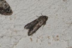 Blastobasie des Glands, papillon, Drôme, août 2025