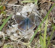 Bleu-nacré espagnol, femelle imago, Drôme, mai 2020