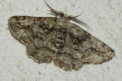 Boarmie compagne, papillon, Drôme, juillet 2026