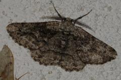 Boarmie compagne, papillon, Drôme, août 2025