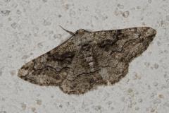 Boarmie compagne, papillon, Drôme, août 2025