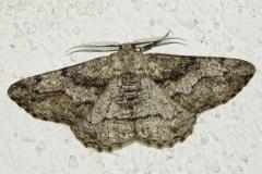 Boarmie compagne, papillon, Drôme, juillet 2026