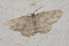 Boarmie crépusculaire, papillon, Drôme, avril 2026