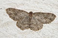 Boarmie crépusculaire, papillon, Drôme, avril 2026