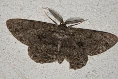 Boarmie du Chêne, papillon, Drôme, juin 2025