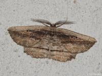 Boarmie noctambule