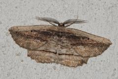 Boarmie noctambule, papillon, Drôme, juin 2026