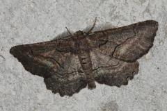 Boarmie obscure, papillon, Drôme, juin 2025