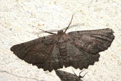 Boarmie obscure, papillon, Drôme, juin 2025