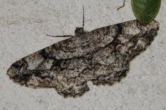 Boarmie ombrée, imago, Drôme, septembre 2025