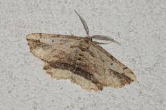 Boarmie pétrifiée, papillon mâle, Drôme, avril 2025