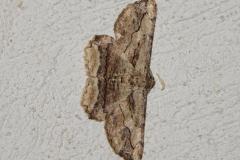 Boarmie pétrifiée, papillon mâle, Drôme, juillet 2025