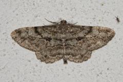 Boarmie rhomboïdale, papillon, Drôme, juin 2025