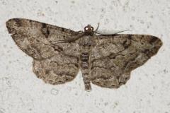 Boarmie rhomboïdale, papillon, Drôme, juin 2026