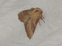 Bombyx à livrée