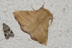 Bombyx à livrée, papillon, Drôme, juin 2025