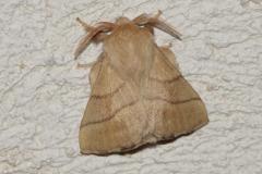 Bombyx à livrée, papillon, Drôme, juin 2026