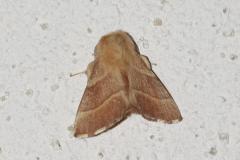 Bombyx à livrée, papillon, Drôme, juin 2026