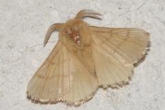 Bombyx à livrée, papillon, Drôme, juin 2025