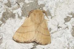 Bombyx à livrée, papillon, Drôme, juin 2025