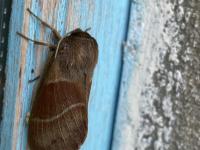 Bombyx de la ronce