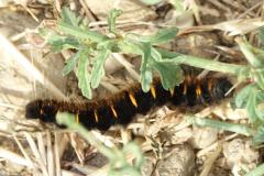 Bombyx de la ronce, chenille, Drôme, juillet 2025