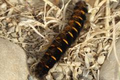 Bombyx de la ronce, chenille, Drôme, juillet 2025