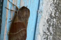 Bombyx de la ronce, papillon, Isère, mai 2025