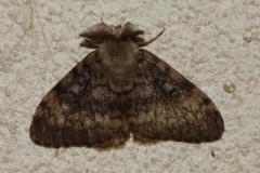 Bombyx disparate, papillon, Drôme, août 2025