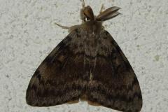 Bombyx disparate, papillon, Drôme, juillet 2026