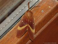 Bombyx du chêne