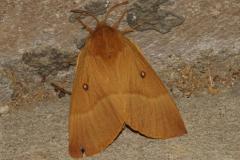 Bombyx du chêne, papillon, Drôme, août 2025