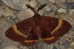 Bombyx du chêne, mâle papillon, Drôme, août 2025