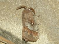 Bombyx du Pin