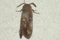Bombyx du Pin, papillon, Drôme, juillet 2024
