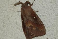 Bombyx du Pin, papillon, Drôme, juillet 2026