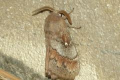 Bombyx du Pin, papillon, Drôme, août 2024