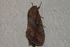 Bombyx du Pin, papillon, Drôme, août 2025